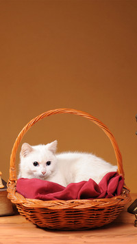 Cute animals-04