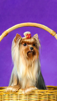 Yorkshire terrier 2