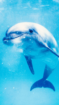 海豚宝宝