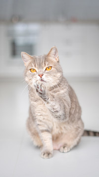 Scottish straight cat sitting on the floor