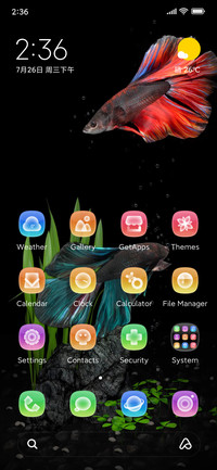 fighting fish