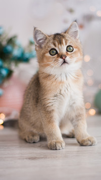 可爱的猫咪-拍信图库