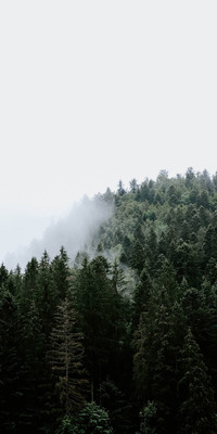 Misty Forest