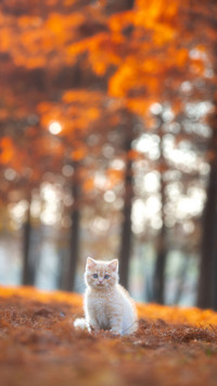 Why do cats wake you up every morning