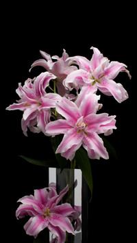 Key purchasing points for key commonly used flower materials