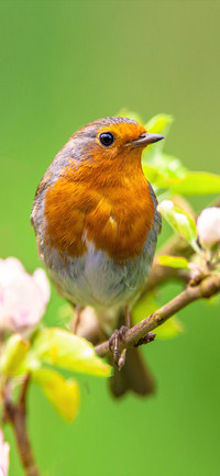 Bird green-PAIXIN