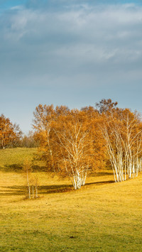 The gentle breeze whispers among the birch trees