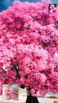 樱花