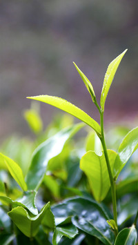 茶文化-锐景创意