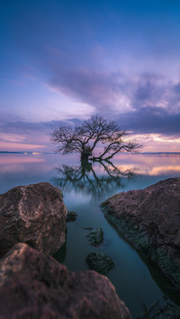 Tree of the Demon World