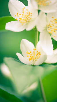 恬静典雅的茉莉花