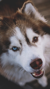 狗