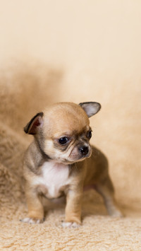 Small chihuahua puppy
