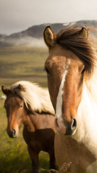 Iceland (6)