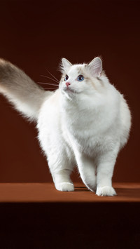 A seductive and graceful ragdoll cat