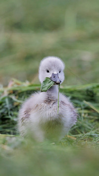 Swans on the grassland