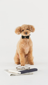 “泰迪熊式” 贵宾犬
