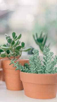 international_plant (2)