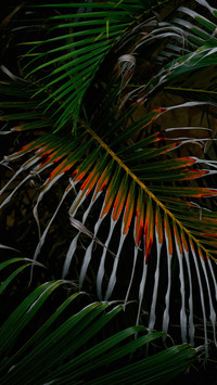 international_plant (8)