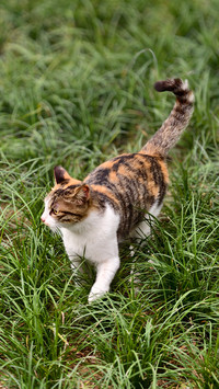 The kitten on the grassland of the temple
