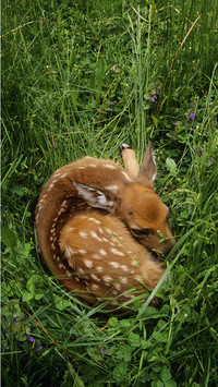International-Deer