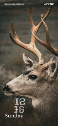 Antler Grace