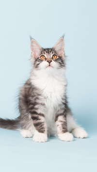 What to do if the cats hair is always knotted 4