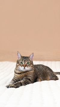 A domestic cat lies comfortably on the bed in the bedroom