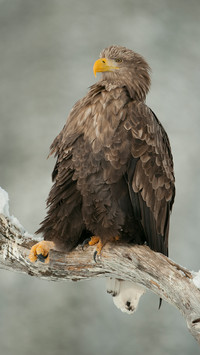 international_animal (6)