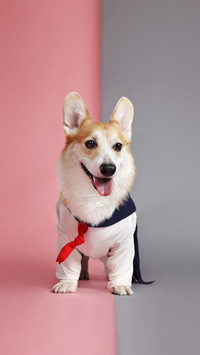 How to choose a dog tooth cleaning stick