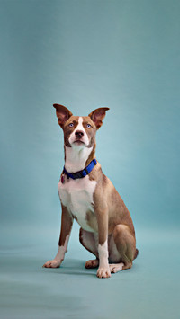 Dog paw pads are precision shock absorbers