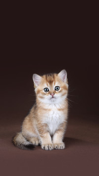 古人养猫之道