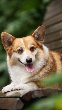 The corgi on the bench
