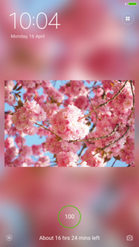 Cherry Blossoms