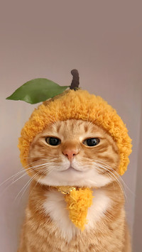 猫咪能有多记仇？