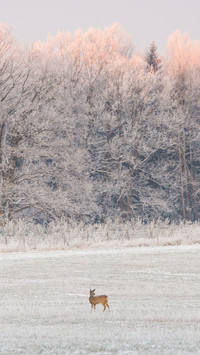 93 police be rescued roe deer