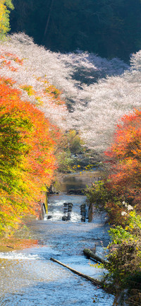 Beautiful Autumn-PAIXIN