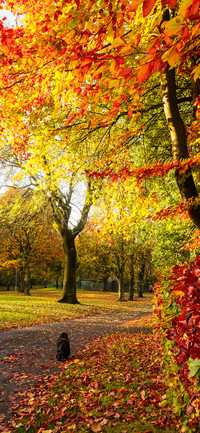 Beautiful Autumn-PAIXIN