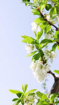 Flowers and plants