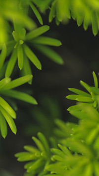 绿色护眼小清新植物-锐景创意