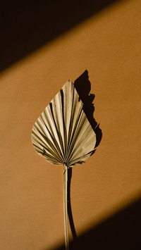 Elegant Aesthetic Dried Fan Leaf with Sunlight Shadows