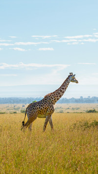 A Giraffe Stands on The Grassland