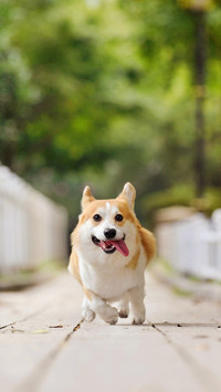 The Personality of the Corgi 7