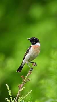 Blackthroated stone bird