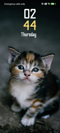 House Cat