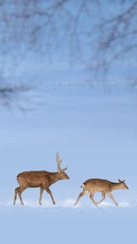 The spotted deer in the snow