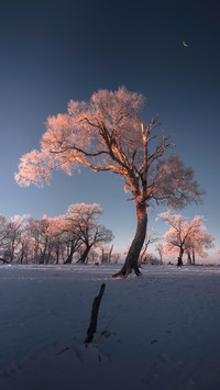 dawn