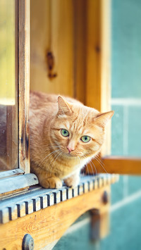 Cats can learn invisibility techniques
