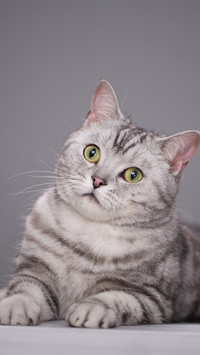 A solidcolor background of a american shorthair cat