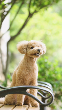 狗狗教会人类的事